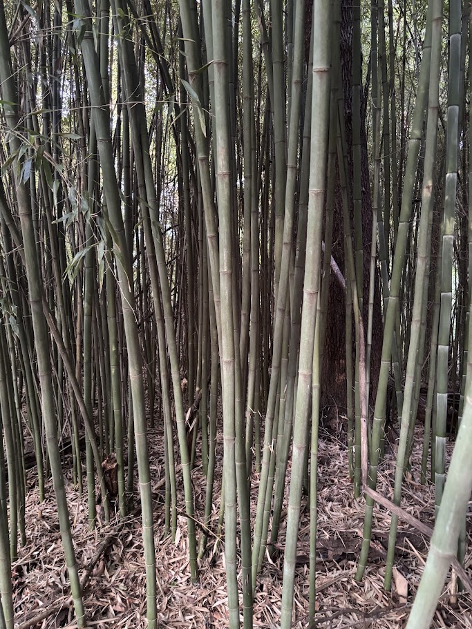 Phyllostachys Vivax — Green Chinese Timber