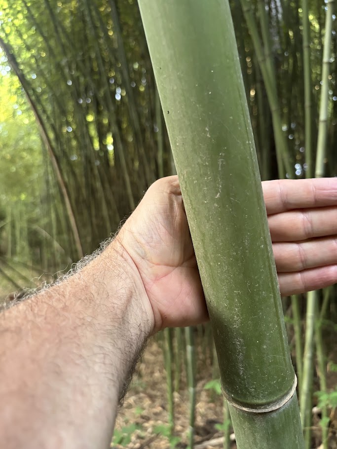 Phyllostachys Vivax — Green Chinese Timber