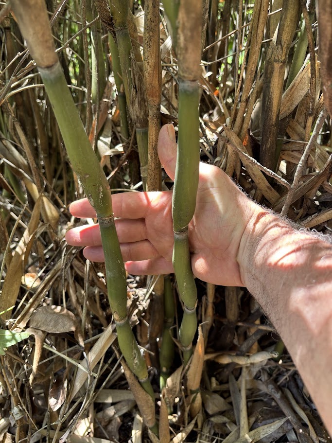 Pseudosasa japonica ‘Tsutsumiana’ — Green Onion