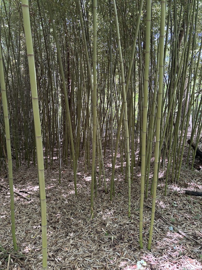 Phyllostachys vivax — Green Chinese Timber
