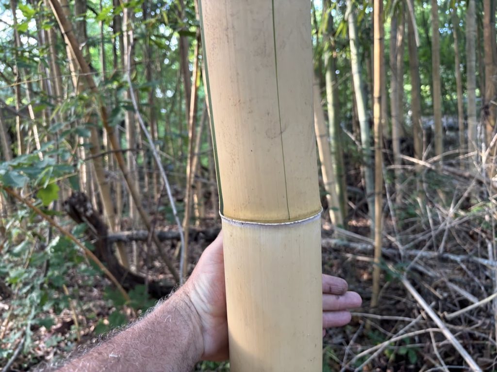 big culm of Phyllostachys vivax ‘Aureocaulis’ — Golden Timber