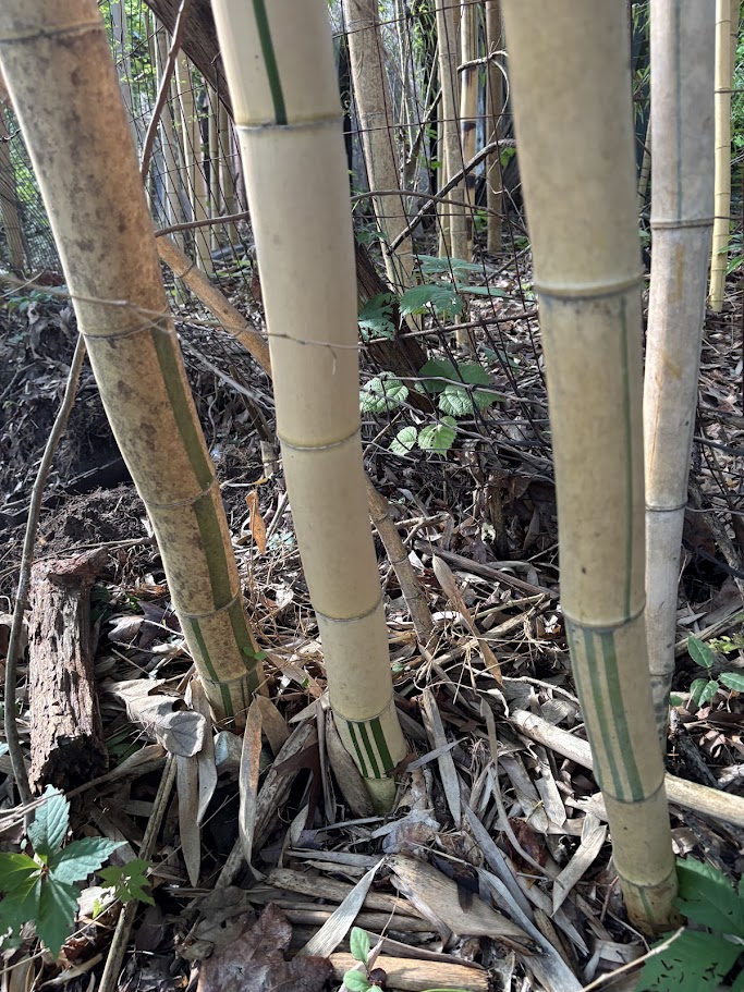 Phyllostachys vivax ‘Aureocaulis’ — Golden Timber