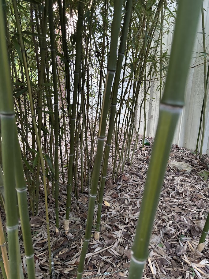 Phyllostachys aureosulcata — Yellow Groove Bamboo
