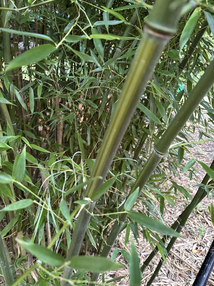 Phyllostachys aureosulcata — Yellow Groove Bamboo