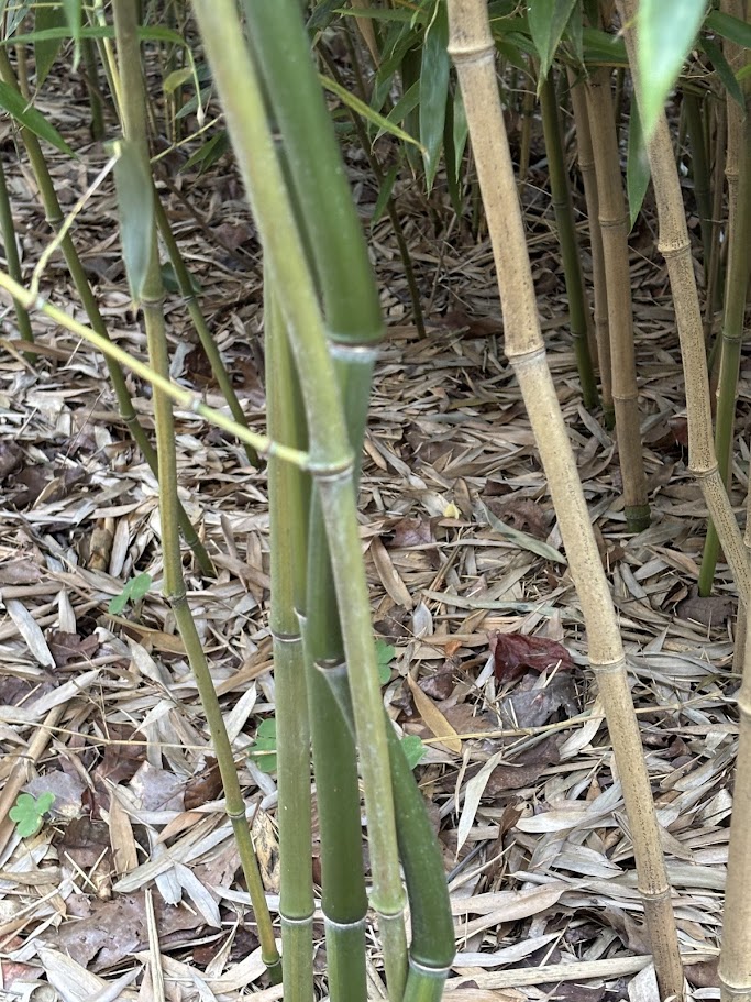 Phyllostachys aureosulcata — Yellow Groove Bamboo