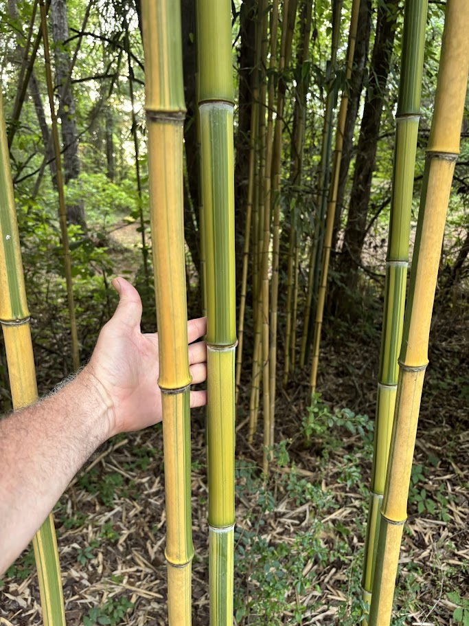 Phyllostachys aureosulcata ‘Spectabilis’