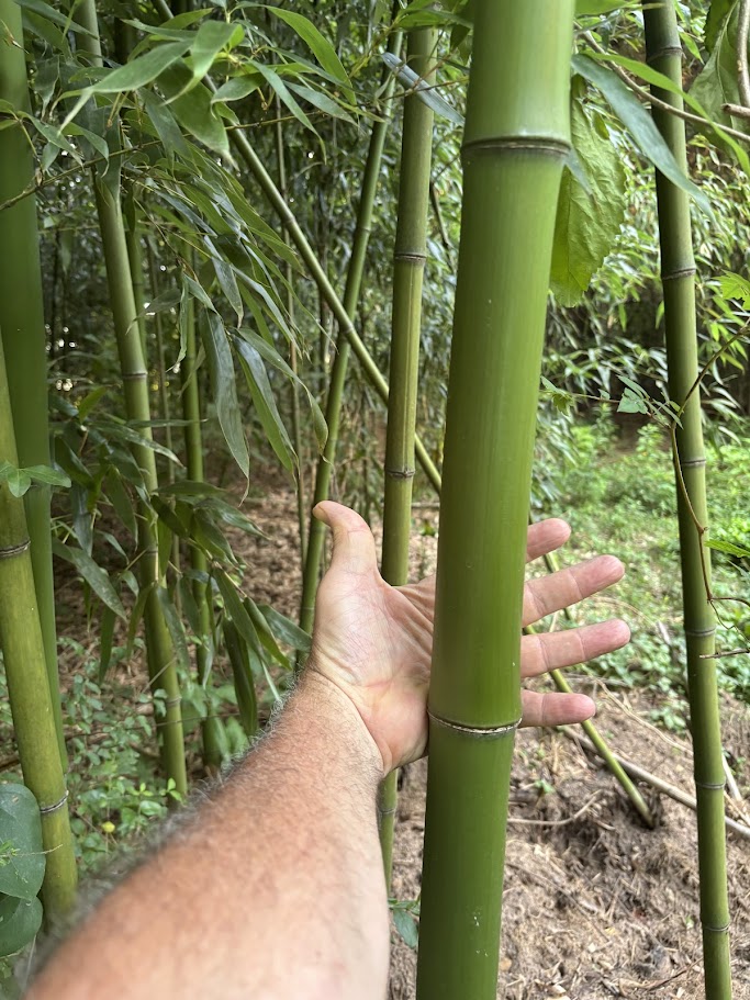 Phyllostachys bambusoides — Madake / Japanese Timber Bamboo