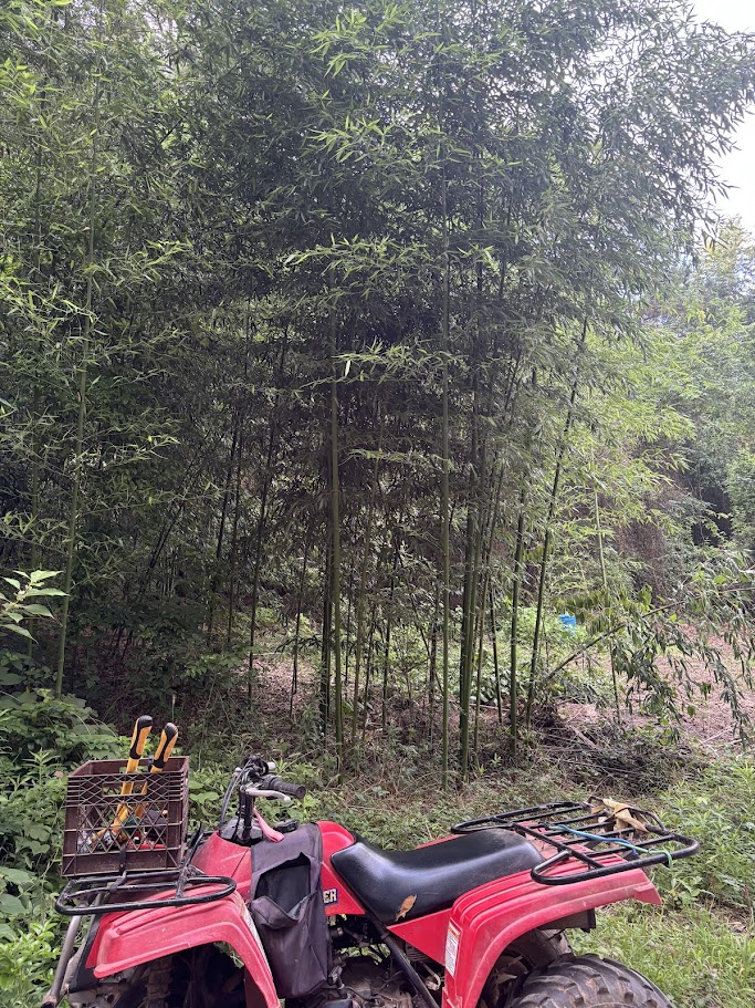 Phyllostachys bambusoides — Madake / Japanese Timber Bamboo