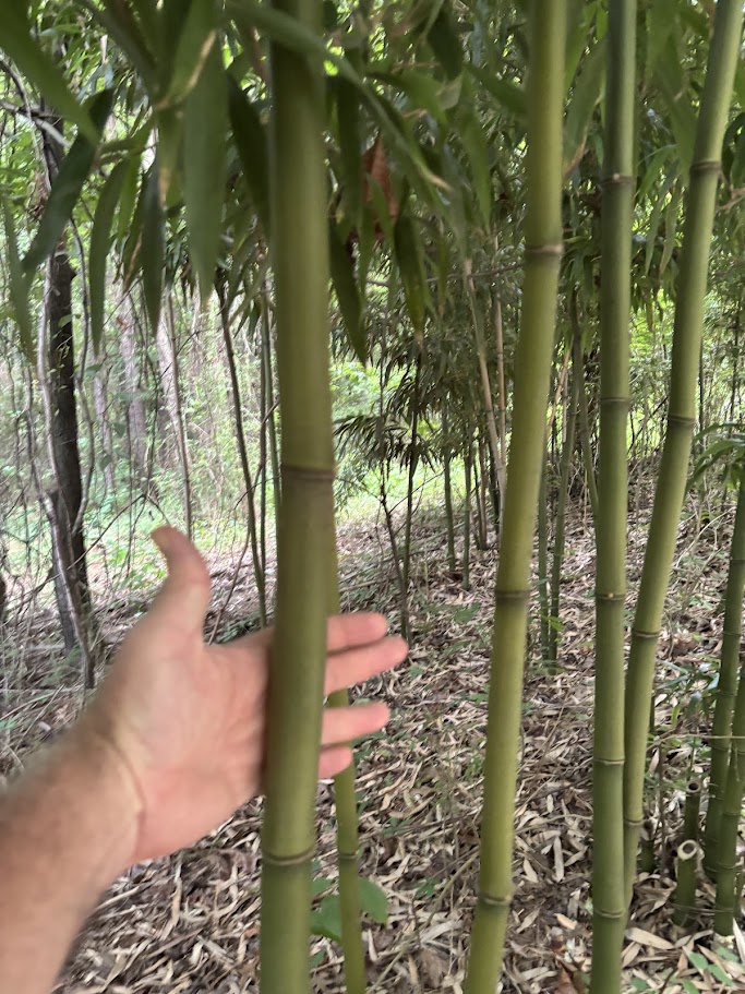 Semiarundinaria fastuosa — Red / Temple Bamboo