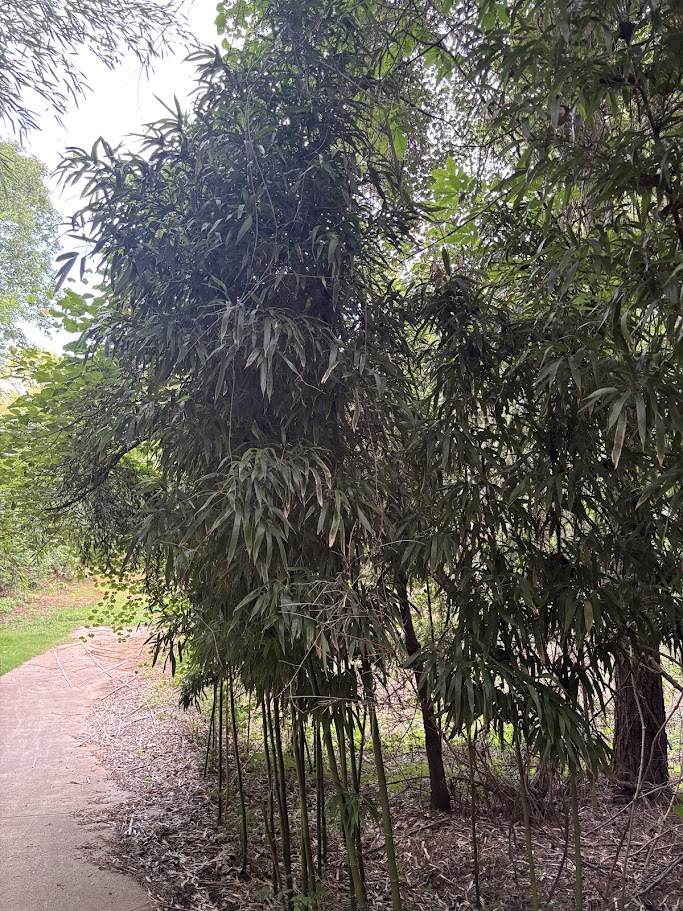 Semiarundinaria fastuosa — Red / Temple Bamboo