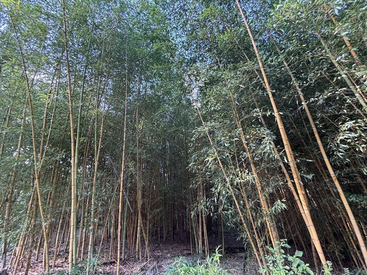 grove of Phyllostachys viridis 'Robert Young' — Robert Young Bamboo