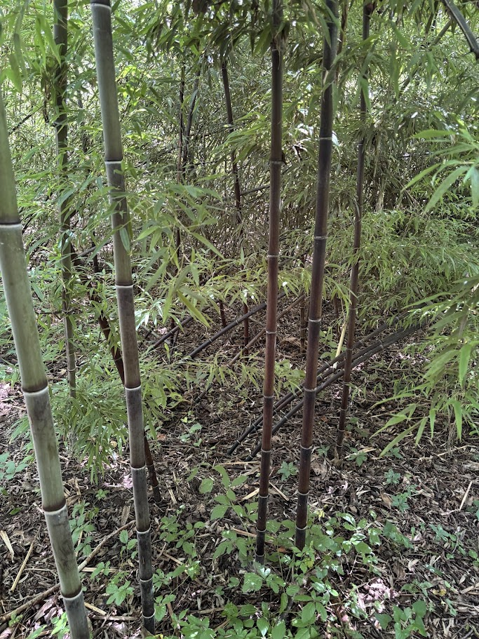 Phyllostachys nigra