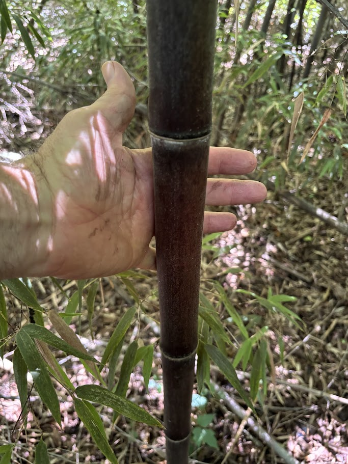 Phyllostachys nigra