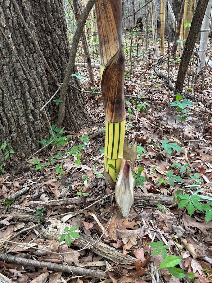 new shoot of Phyllostachys vivax ‘Aureocaulis’ — Golden Timber