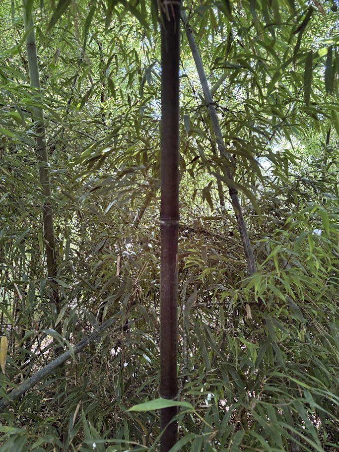 Phyllostachys nigra ‘Daikokuchiku’