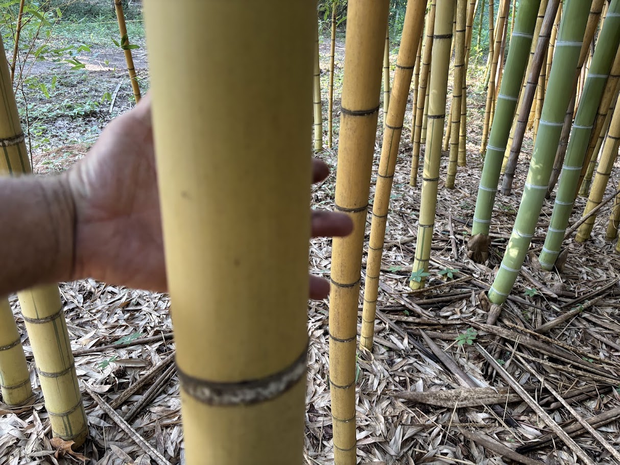 New and old growth - Phyllostachys viridis 'Robert Young' 