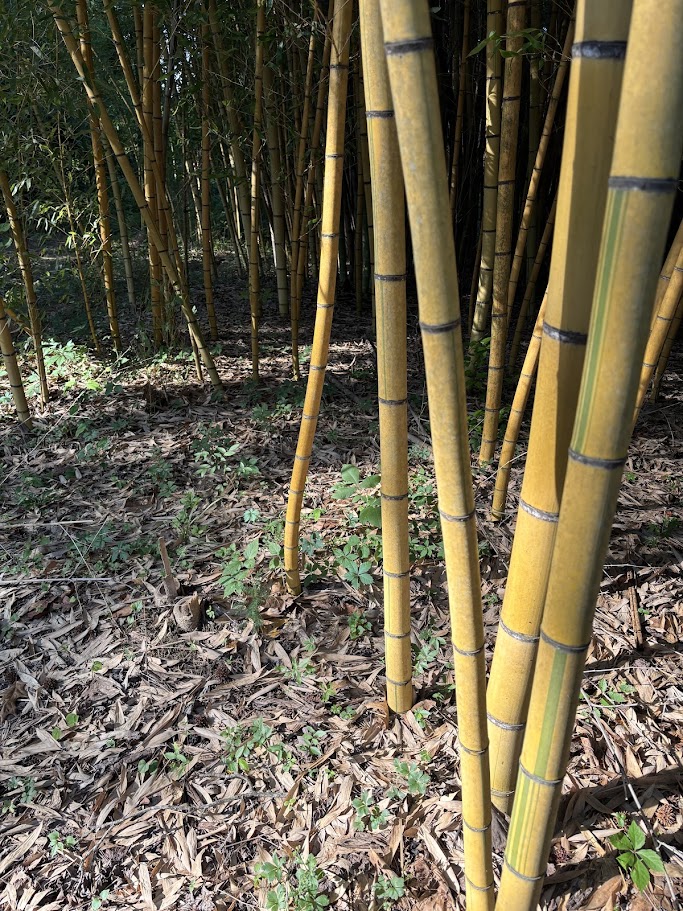 Phyllostachys viridis 'Robert Young'